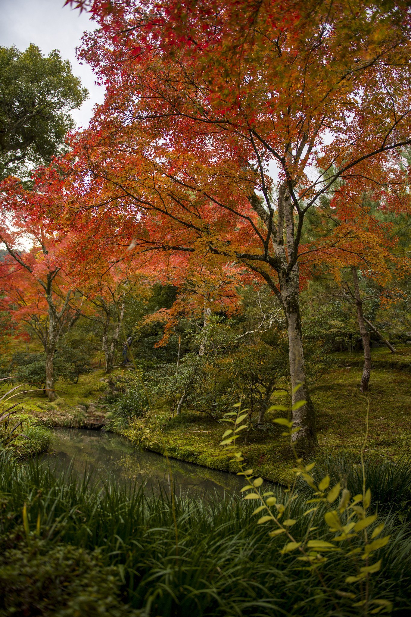 Japón