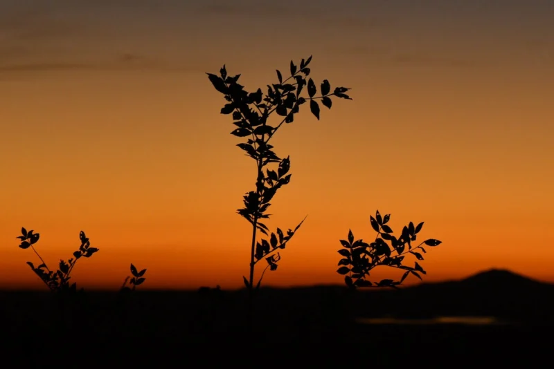 Nature &mdash; Autor 6