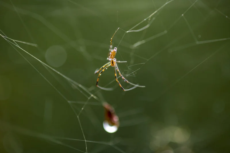 Nature &mdash; Autor 8