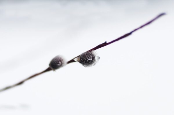 Nature &mdash; Autor 17