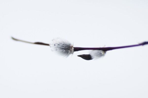 Nature &mdash; Autor 21