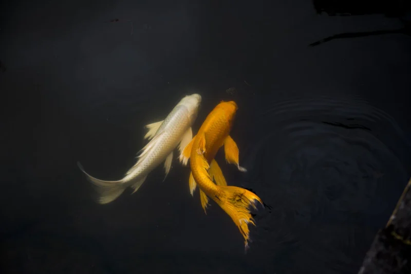 Nature &mdash; Autor 24