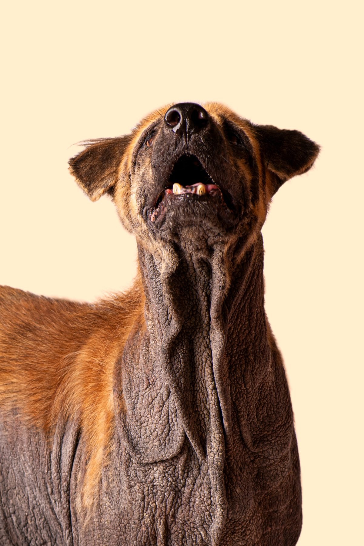 House of Strays — Producto y Editorial 2