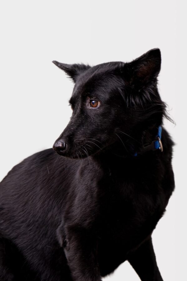House of Strays &mdash; Producto y Editorial 3