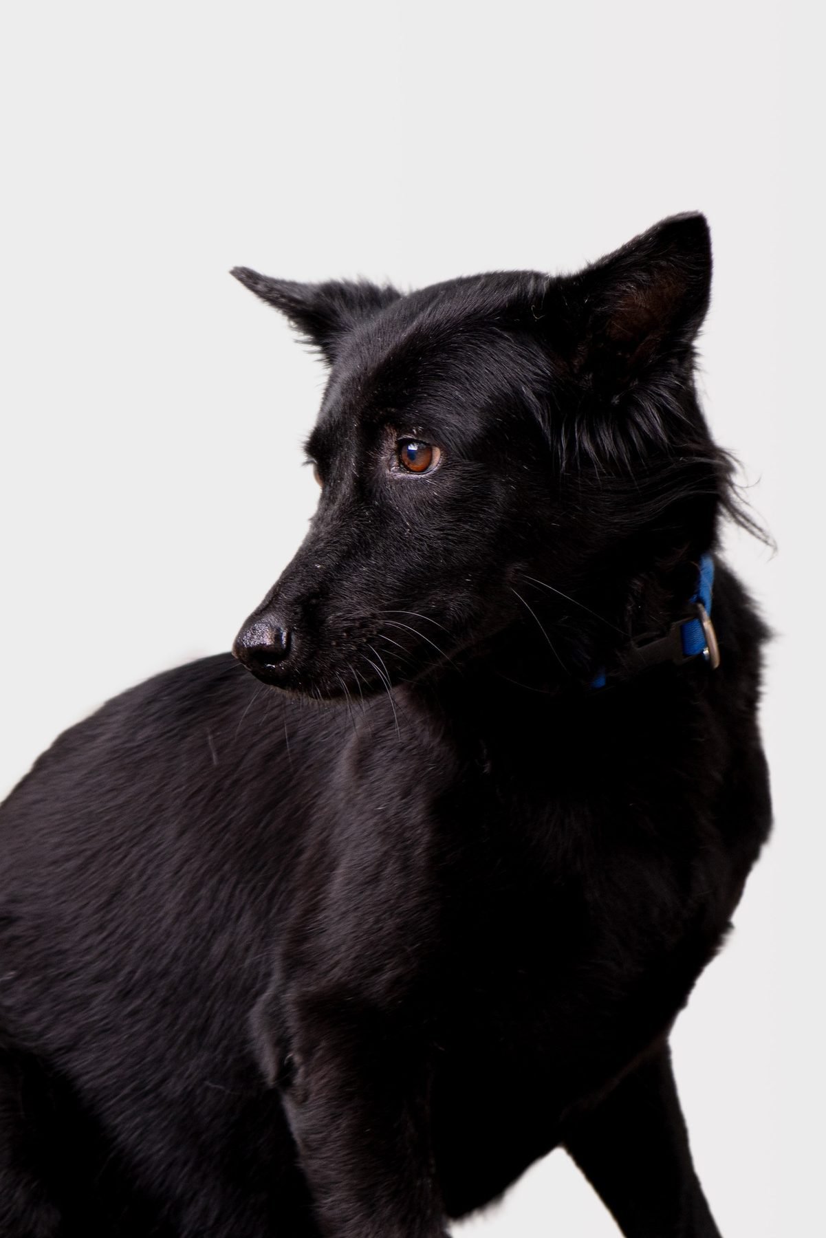 House of Strays — Producto y Editorial 3