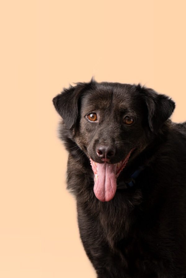 House of Strays &mdash; Producto y Editorial 4
