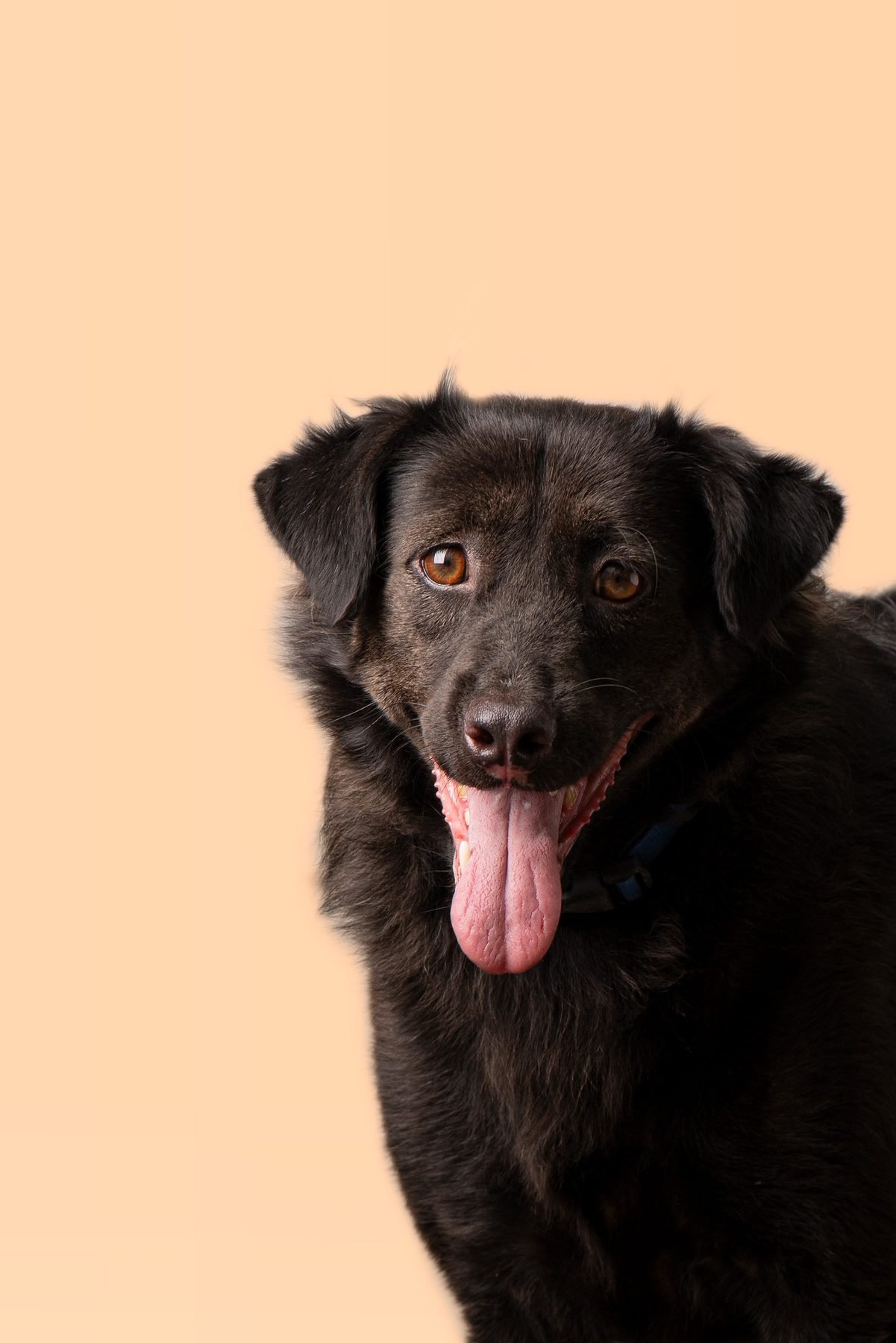 House of Strays — Producto y Editorial 4
