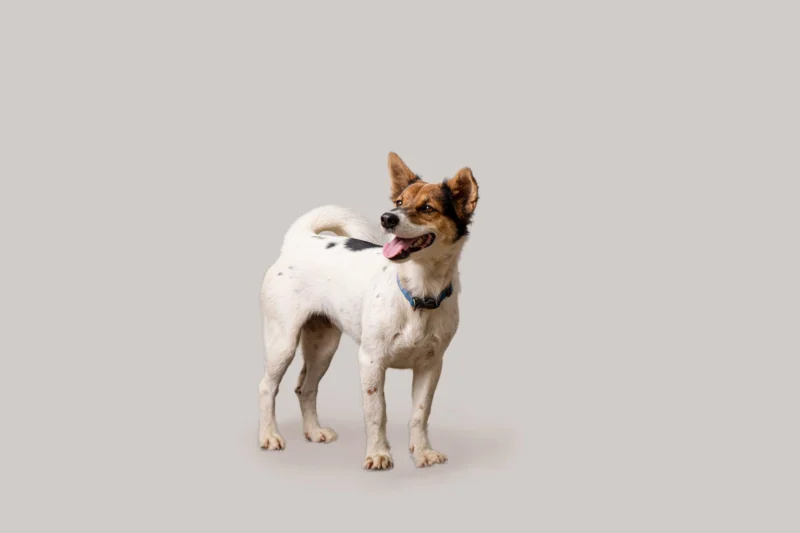 House of Strays &mdash; Producto y Editorial 5