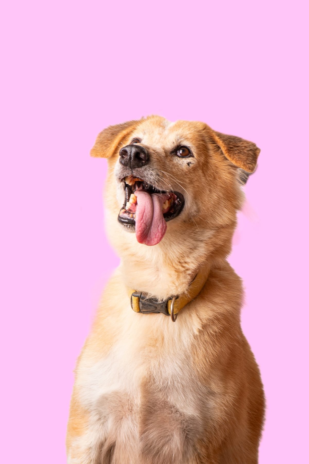 House of Strays — Producto y Editorial 7