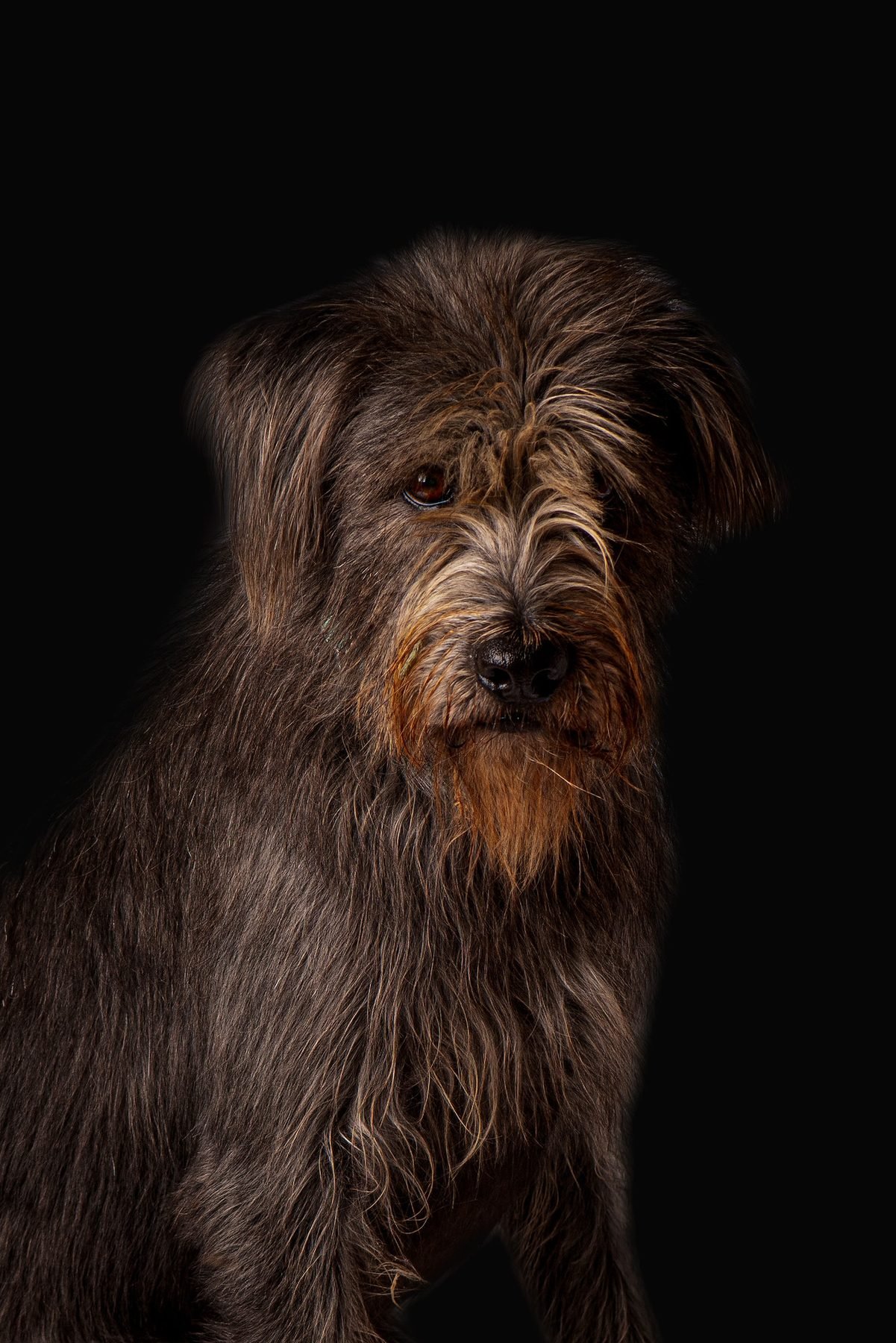 House of Strays — Producto y Editorial 9
