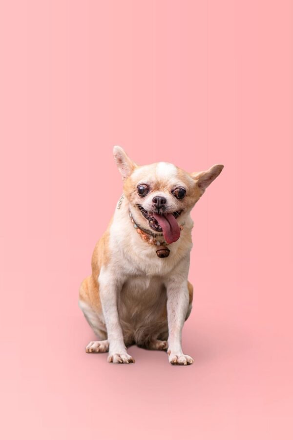 House of Strays &mdash; Producto y Editorial 10