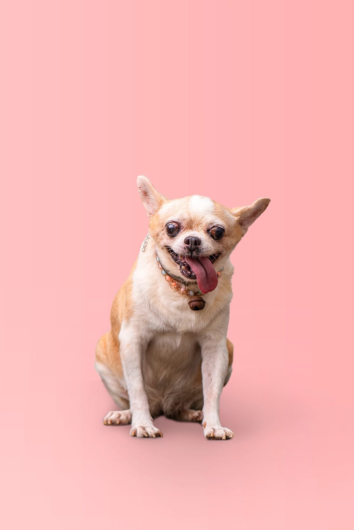 House of Strays — Producto y Editorial 10