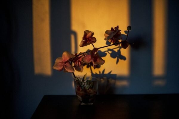 Fotografía