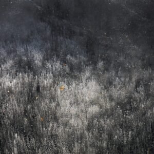 Bosque de invierno I