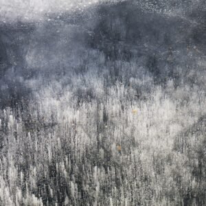 Bosque de invierno IV