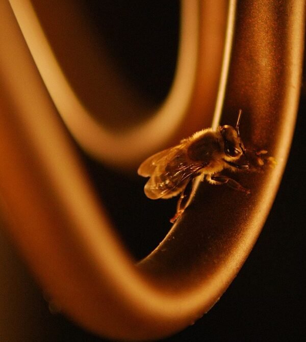 Abeja dorada