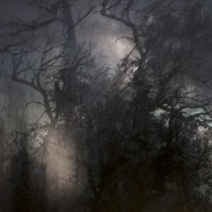 Bosque de invierno III