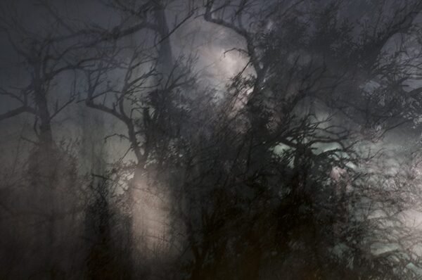 Árbol en la tormenta
