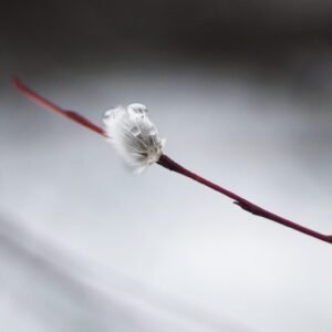 Flor de hielo I