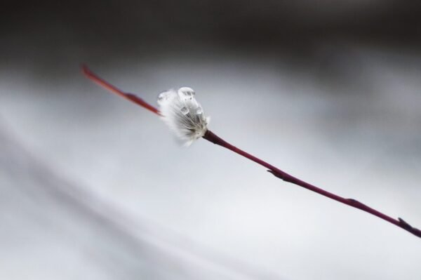 Flor de hielo I
