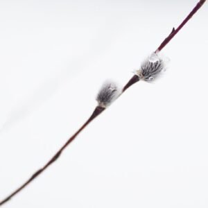 Flor de hielo II