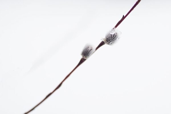 Flor de hielo II