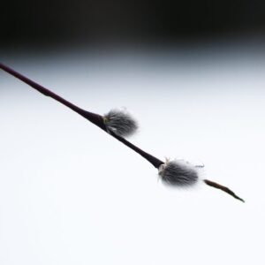 Flor de hielo III
