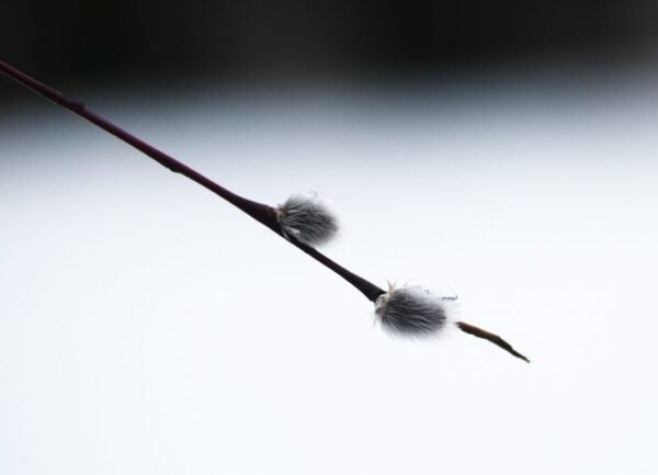 Flor de hielo III
