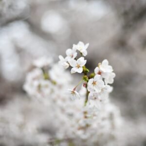 Flor de Japón I