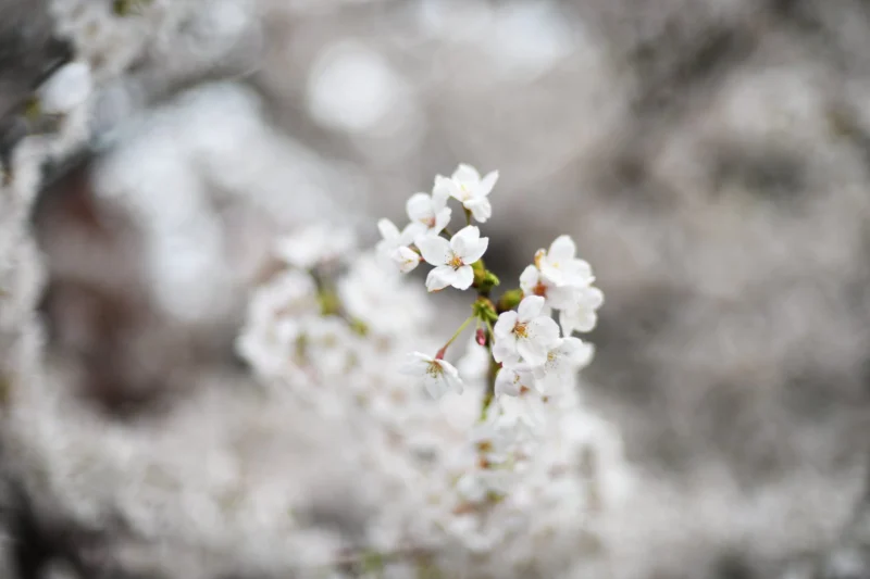 Flor de Japón I