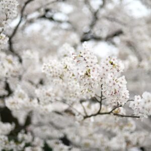 Flor de Japón II
