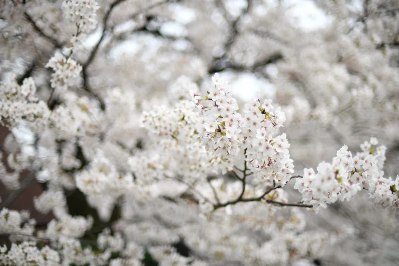 Flor de Japón II