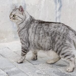 Gato