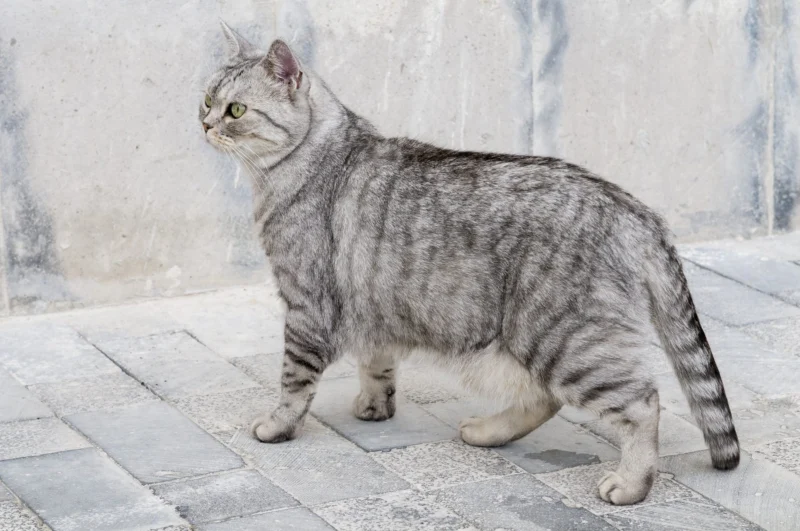 Gato