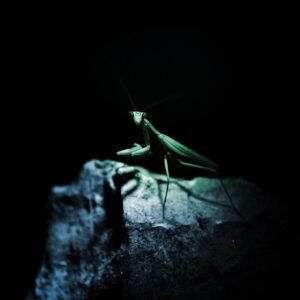 Mantis I