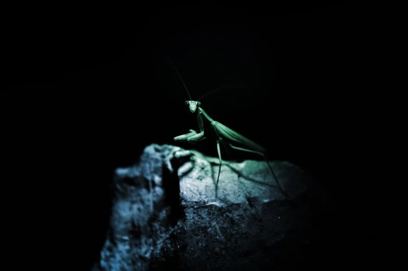 Mantis I