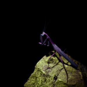 Mantis II