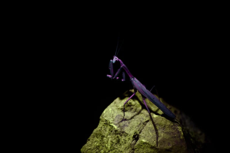 Mantis II