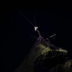 Mantis III