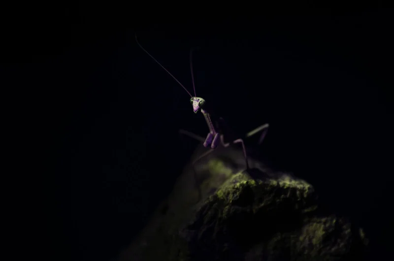 Mantis III