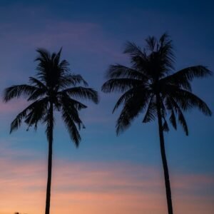 Siluetas de palmera