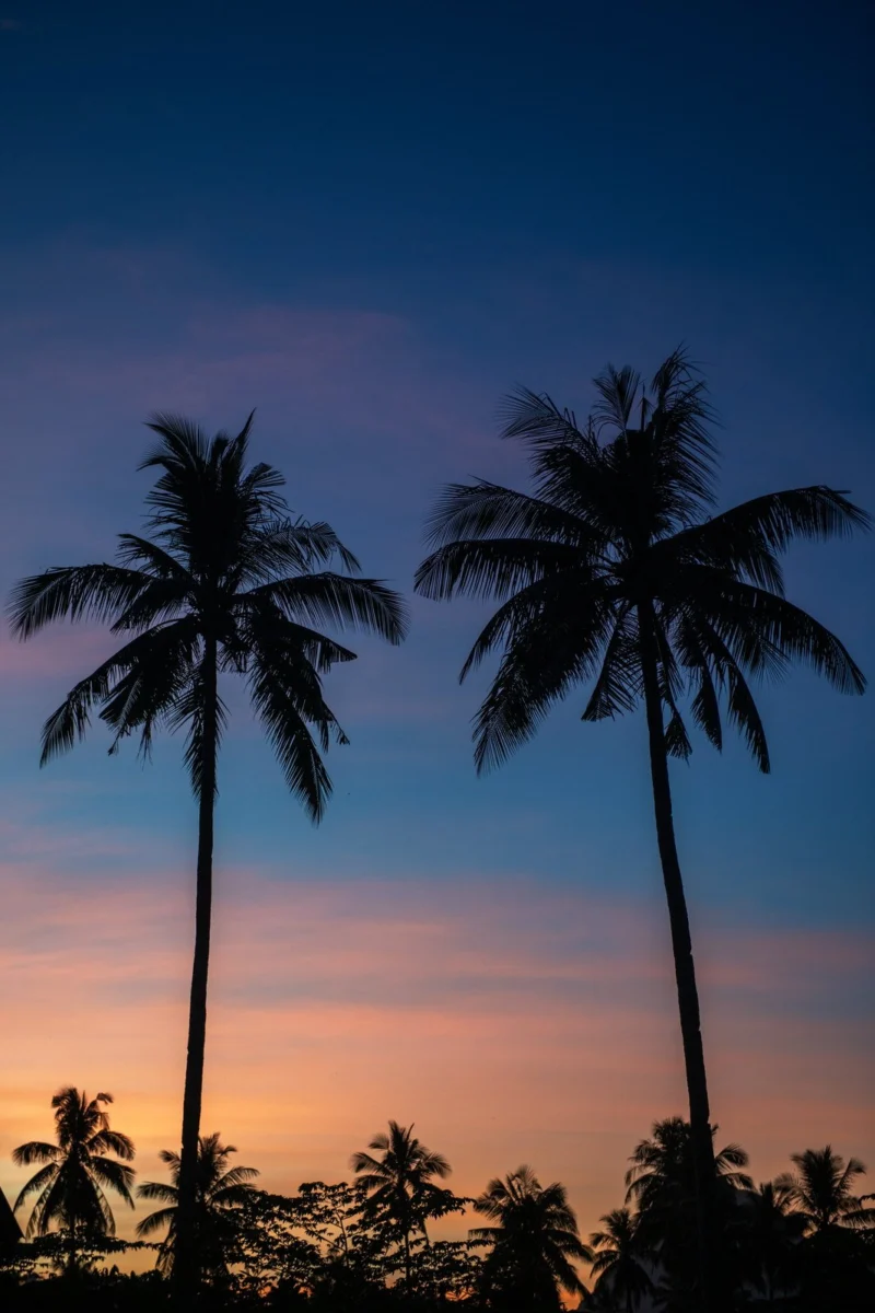 Siluetas de palmera
