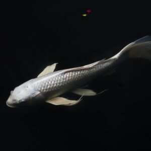 Koi I