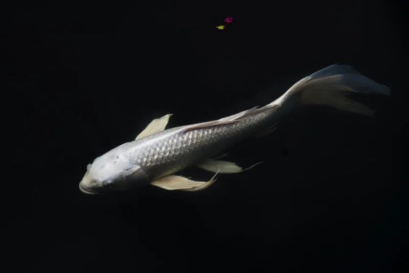 Koi I