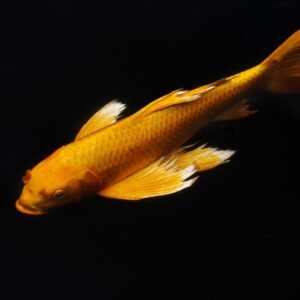 Koi III
