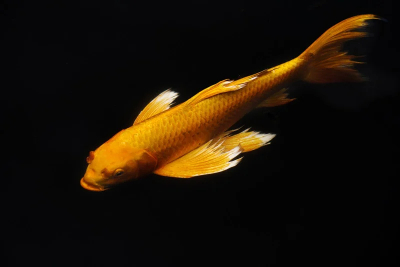 Koi III
