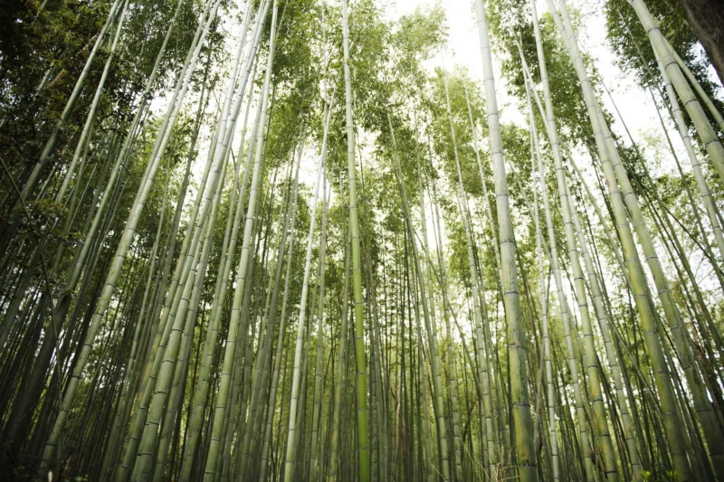 Bambú