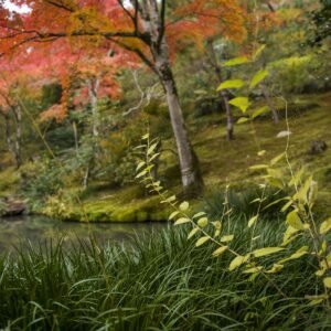 Otoño en Kioto I