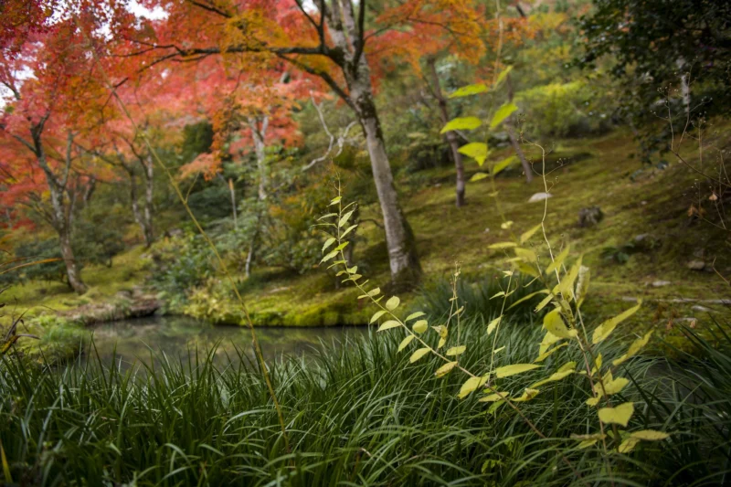Otoño en Kioto I