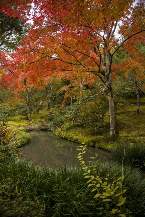 Otoño en Kioto II